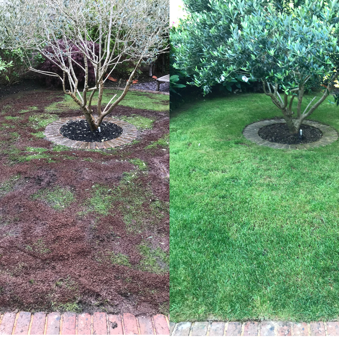 picture of a lawn before and after lawn care 