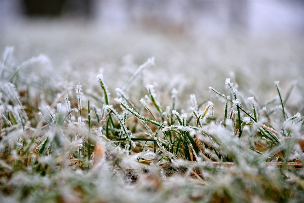 Keep your lawn happy and healthy this winter