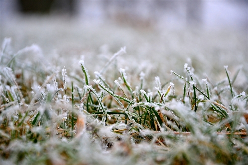 keep-winter-lawn-happy