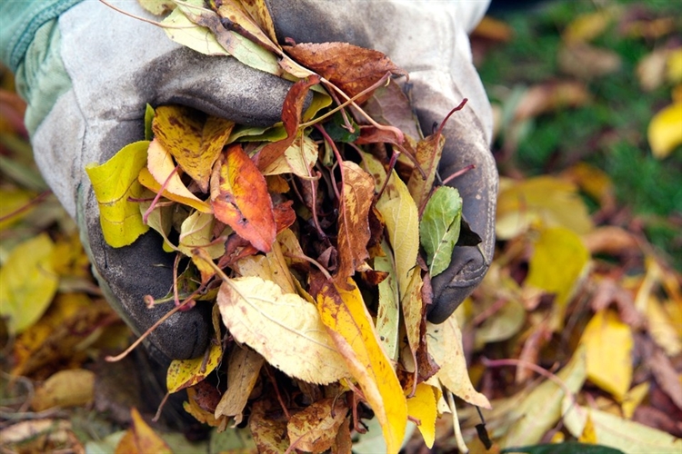 Leaf clearing