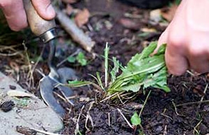 Weeding and garden tidy