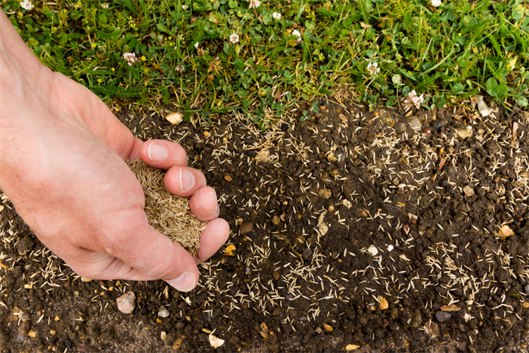 Lawn and patch repair